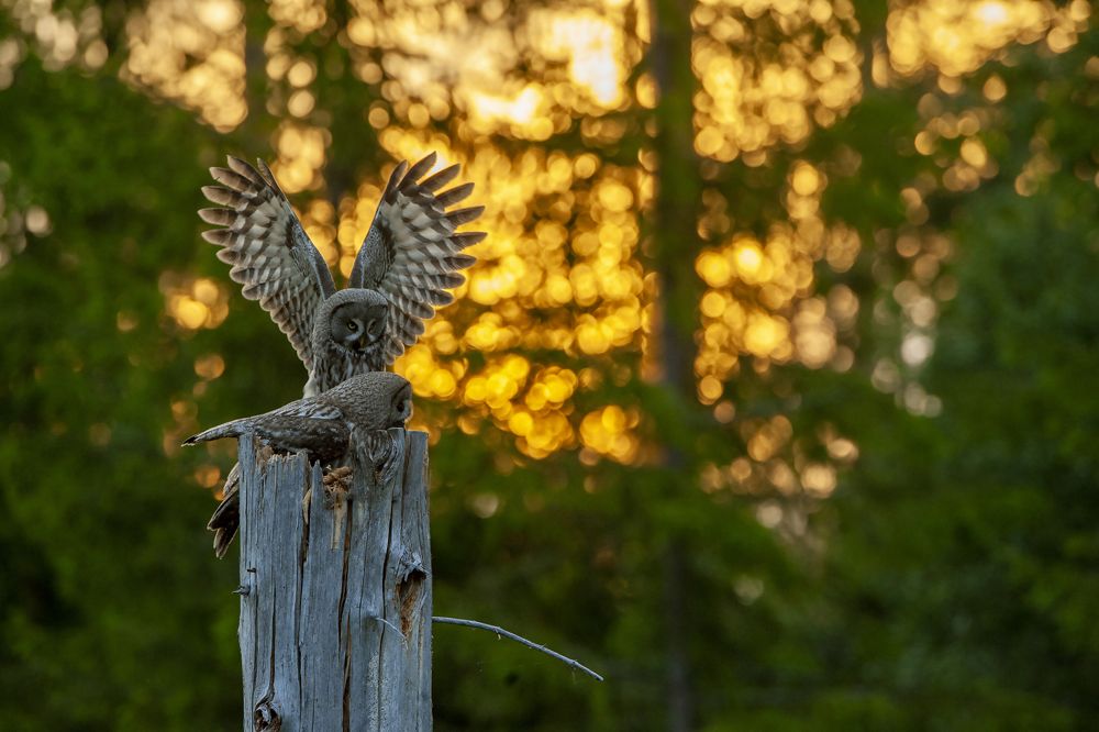 Två lappugglor på en stubbe i kvällsljus
